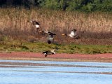 visarend met vangs169 : frieda